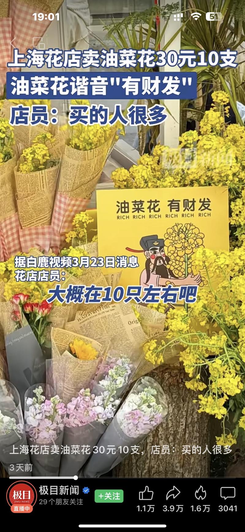 北上广深花店爆卖油菜花（有….-网创风向标论坛-网络创业-网创圈