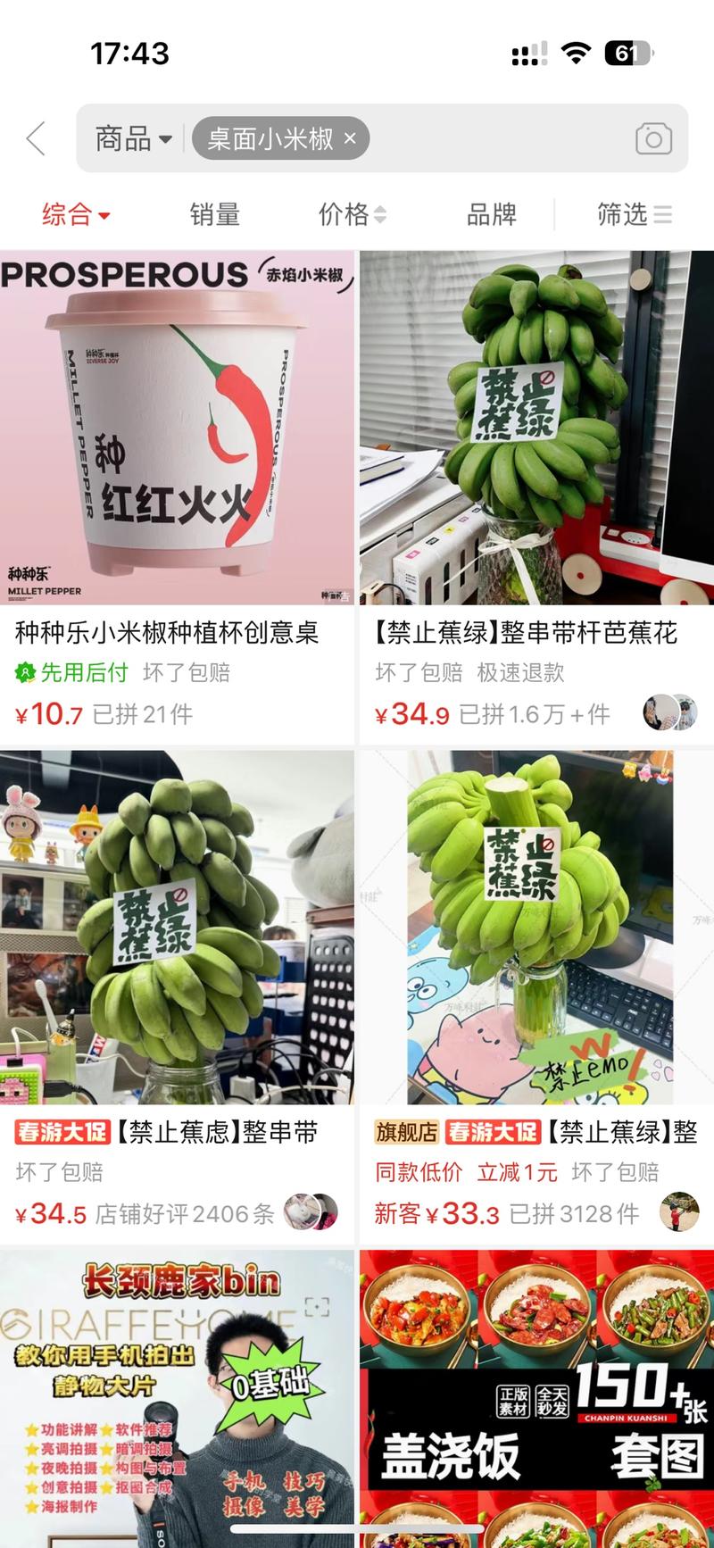 桌面绿植小米蕉，不仅能观….-网创风向标论坛-网络创业-网创圈