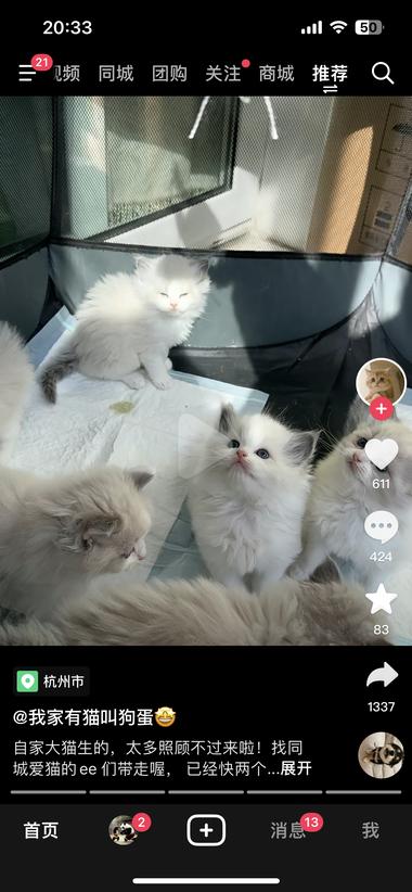 抖音引流，免费送猫引流微信卖猫周边，….-网创风向标论坛-网络创业-网创圈