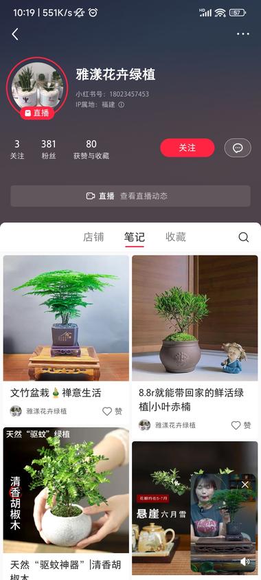 小红书办公室文竹绿植盆栽 这个品类不错 粉丝….-网创风向标论坛-网络创业-网创圈