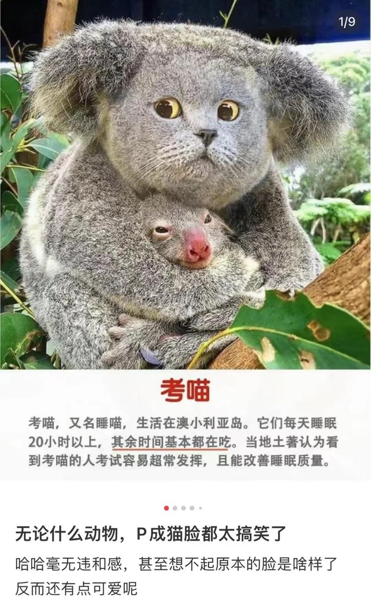 AI绘画+盟宠赛道+小红书精准意向人….-网创风向标论坛-网络创业-网创圈