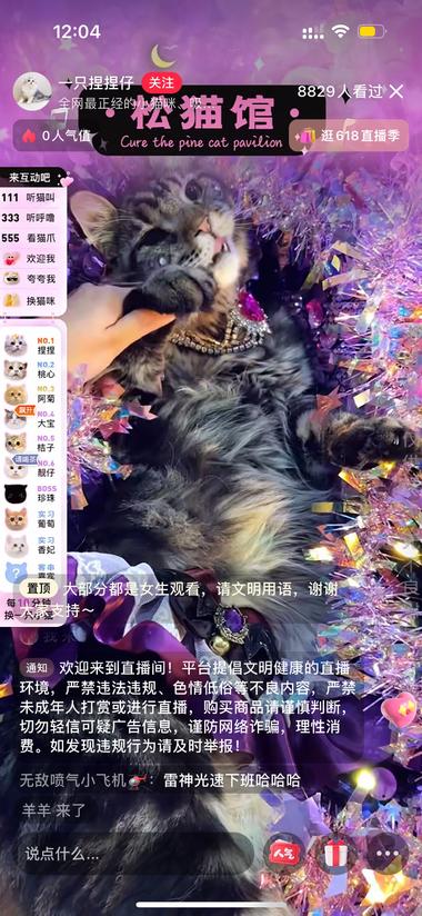 年轻人云养猫必备地 非传统意义上的 擦边….-网创风向标论坛-网络创业-网创圈