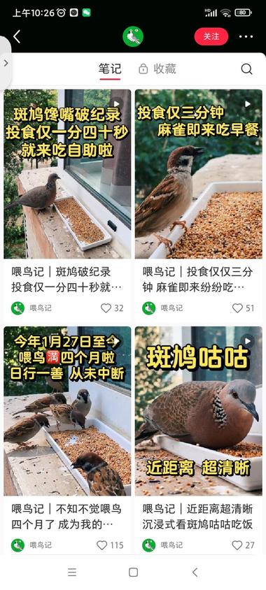 定机拍摄赛道,小鸟吃饭喽
1、国外一….-网创风向标论坛-网络创业-网创圈