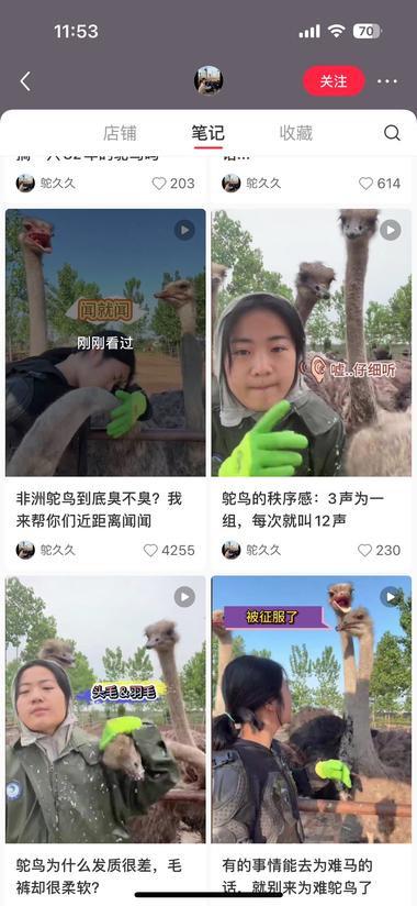图片[2]-小红书：稀有动物吸睛，然后带鸵鸟毛….-网创风向标论坛-网络创业-网创圈