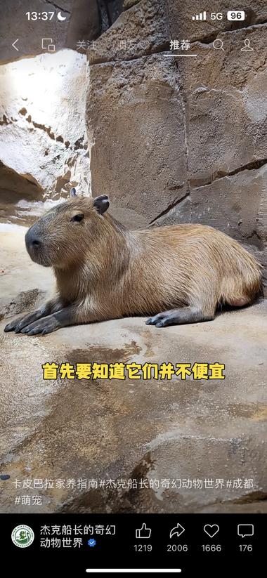 最近卡皮巴拉（水豚）很火，宠物界可以….-网创风向标论坛-网络创业-网创圈