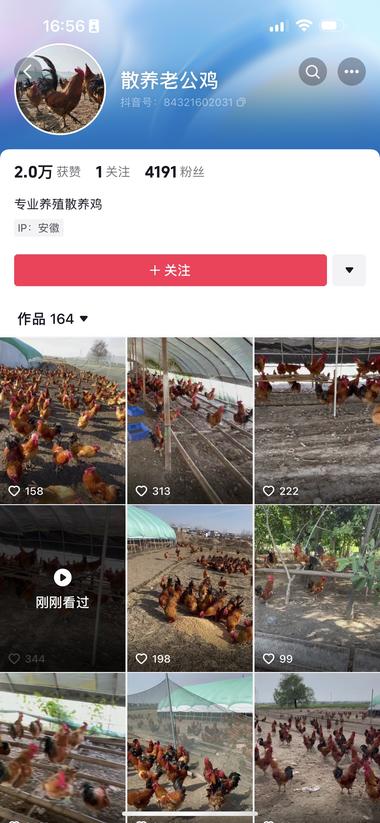 抖音上看到的卖家禽散养鸡
什么拍摄技….-网创风向标论坛-网络创业-网创圈