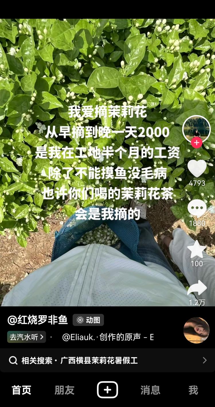 抖音发摘茉莉花照片，实际是招暑期工….-网创风向标论坛-网络创业-网创圈