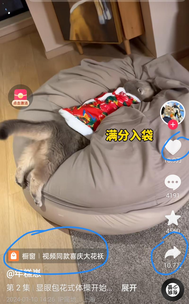 宠物类短视频，猫咪穿着大花….-网创风向标论坛-网络创业-网创圈